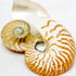 Striped Nautilus Shell Half Cut Set of 2